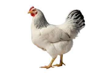 White chicken with black tail feathers in profile view with natural lighting on isolated white background for poultry farming