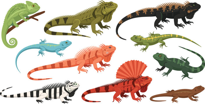 Colorful tropical lizard and reptile vector set with iguana chameleon and Various gecko species