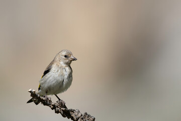 Juvenile European Goldfinch perched on a branch, wildlife portrait.