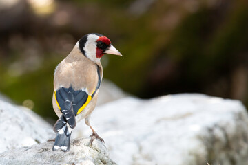 Adult European Goldfinch perched on a white rock, side profile view.