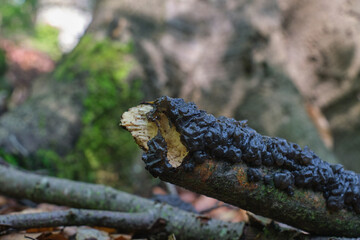 Exidia glandulosa (witch's butter, black witches' butter, black jelly roll or warty jelly fungus), fungus in the family Auriculariaceae on an old, rotten branch in the forest