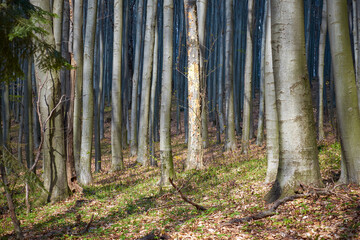 Beech forest in early spring, amid fresh greenery and sunlight