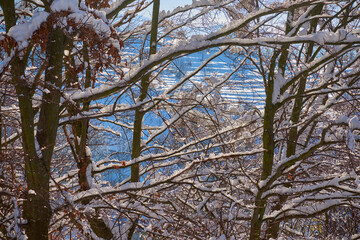 Tree branches covered in snow against the backdrop of a snow-covered mountain slope. Winter landscape after snowfall.