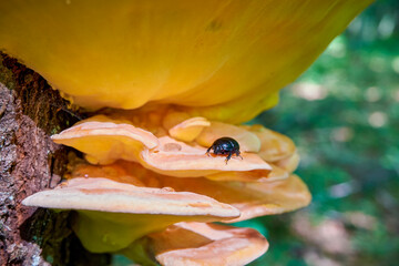 A black beetle Geotrupes stercorarius crawls on a yellow mushroom Laetiporus sulphureus (sulphur polypore, sulphur shelf, and chicken-of-the-woods)