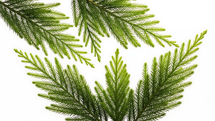 Vibrant green pine branches on white background