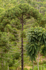 Fototapeta premium árvore de Araucária 