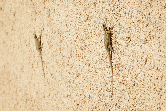 Dois calangos em muro