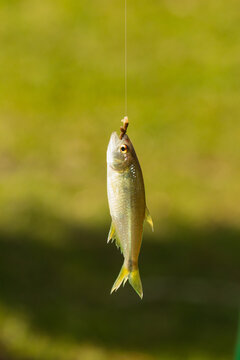 Peixe mordendo anzol com isca de minhoca