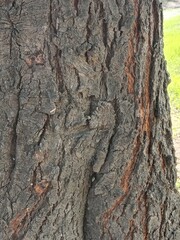 Vachellia nilotica tree bark also known as Acacia nilotica showing rough dark textured bark of a big mature tree highlighting natural woody pattern and hardy growth in dry landscape
