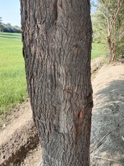 Vachellia nilotica tree bark also known as Acacia nilotica showing rough dark textured bark of a big mature tree highlighting natural woody pattern and hardy growth in dry landscape