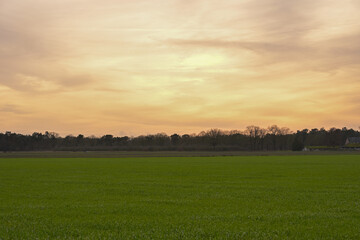 Warm Evening Glow Over the Open Fields of De Maashorst Nature Reserve in Late December