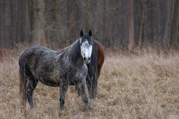 Pferde in hohem trockenen Gras