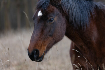 Obraz premium Pferde in hohem trockenen Gras