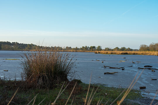 Frozen Fen Landscape with Reed Tussock and Clear Skies in De Kampina Nature Reserve in Late December