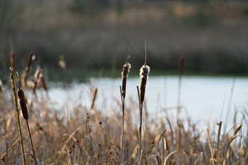A close-up of cattails (Typha) catching the late December sun along the icy banks of a lake in the De Kampina nature reserve, Netherlands.