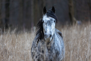 Pferde in hohem trockenen Gras