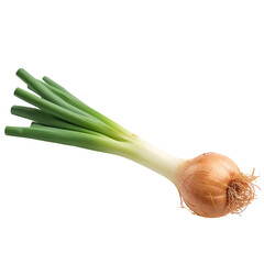 Fresh Green Onion With Bulb and Roots Shown on White Background for Cooking and Preparation