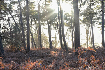 Here is the title and keyword metadata for the last uploaded photo (image_07337d.png):

Title: Ethereal sunbeams streaming through a pine forest onto a floor of rusty-colored ferns at Kampina nature r
