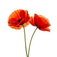 Fototapeta premium Bright Red Poppies Growing Together in a Simple Arrangement During Springtime