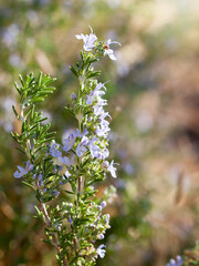 Close up of blooming rosemary