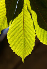 Bright Green Leaf in Sunlight