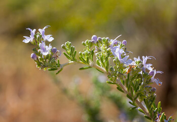 Macro of flowering rosemary twigs