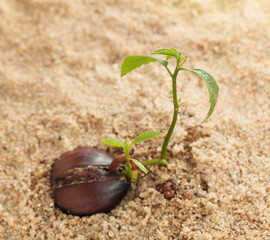 Chestnut seedling emerges from its seed casing.