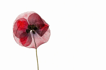 Suche maki prasowane na białym, izolowanym tle © Elżbieta Kaps