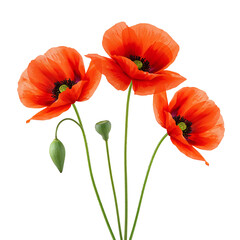 Obraz premium Bright Red Poppies Growing Together in a Simple Arrangement During Springtime