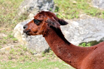 Obraz premium This is what a South American alpaca looks like. A truly friendly animal!