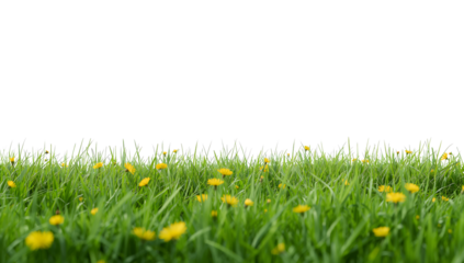Bright Yellow Flowers Bloom in Green Grass on a Sunny Day in a Wide Open Field