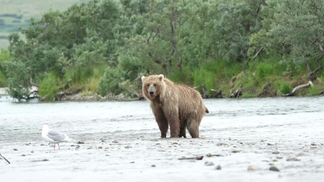 An adult coastal brown bear goes poop in a river.  The day I found out they don't just poop in the woods
