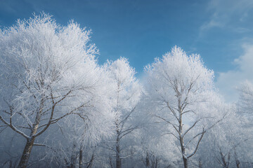 Group of frosted trees under blue sky snow winter landscape