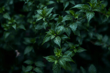 Vibrant green leaves on a plant foliage