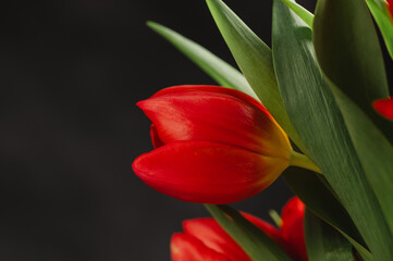Naklejka premium Red tulips macro photo. Easter spring or birthday greeting card, dark and moody abstract floral background
