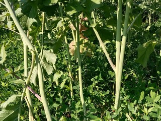 Brassica campestris stem also known as mustard plant stem showing smooth green surface elongated structure and natural growth pattern of cultivated oilseed crop in field conditions