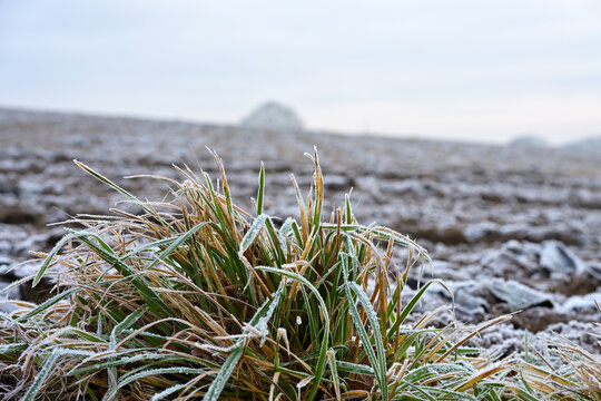 Close-up of frozen grass tufts on a plowed agricultural field covered in hoarfrost and rime ice near Neukirchen-Vluyn, Germany, late December winter nature detail.