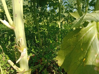Brassica campestris stem also known as mustard plant stem showing smooth green surface elongated structure and natural growth pattern of cultivated oilseed crop in field conditions
