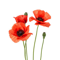 Naklejka premium Bright Red Poppies in a Simple Arrangement on a White Background During Daylight Hours