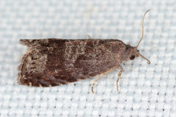 Obraz premium Adult moth of Plum fruit moth or red plum maggot, Grapholita funebrana.