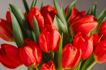 Red tulips macro photo. Easter spring or birthday greeting card