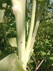 Brassica campestris stem also known as mustard plant stem showing smooth green surface elongated structure and natural growth pattern of cultivated oilseed crop in field conditions