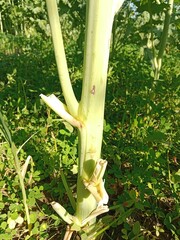 Brassica campestris stem also known as mustard plant stem showing smooth green surface elongated structure and natural growth pattern of cultivated oilseed crop in field conditions