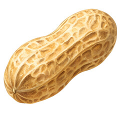 Obraz premium Single Peanut Isolated on White Background