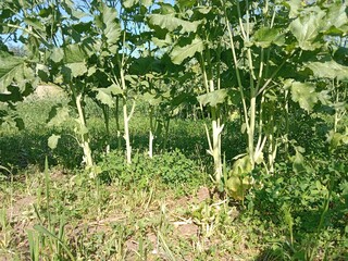 Brassica campestris stem also known as mustard plant stem showing smooth green surface elongated structure and natural growth pattern of cultivated oilseed crop in field conditions