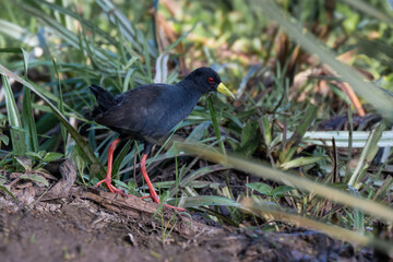 The black crake, Zapornia flavirostra is a waterbird, known as Rallus niger too