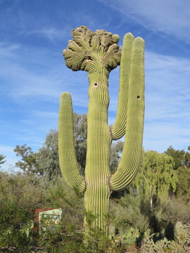Cactus du d&eacute;sert cribl&eacute; d&rsquo;impacts de balle, Phoenix en Arizona