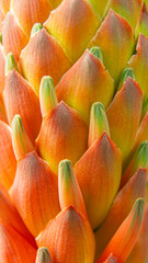 Textures and details of the orange flower of an aloe arborescens