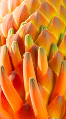 Detailed flower of intense orange colour from an aloe arborescens during flowering.