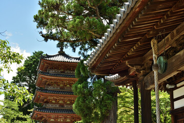 夏の海住山寺　本堂から見た五重塔(京都府木津川市)